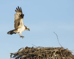 osprey approach nest b_2.jpg