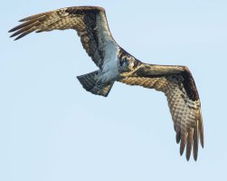 osprey approach nest b_1.jpg