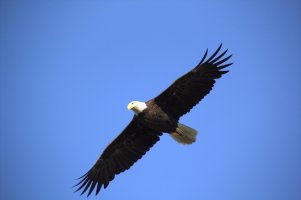 Predator of Steveston.jpg