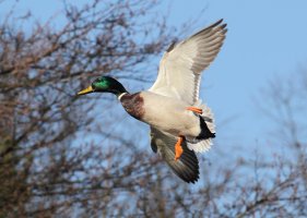 EJ8D0549aab copy.jpg