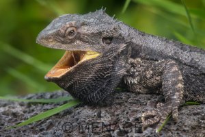 Lizard2_DX_5534-2.JPG