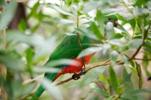 CR Forum Parrots1 (1).jpg