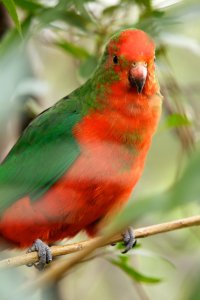 CR Forum Parrots2 (1).jpg