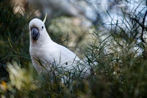 CR Forum Parrots3 (1).jpg