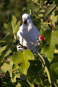 CR Forum Parrots4 (1).jpg