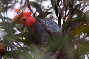 CR Forum Parrots5 (1).jpg