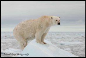 Bear on Ice.jpg