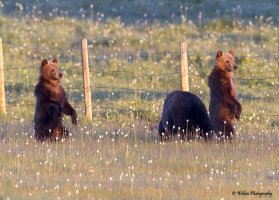 2014 June Glacier NP 1-1470.jpg