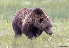 2014 June Glacier NP 1-844.jpg