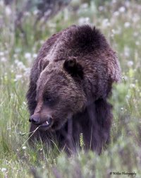 2014 June Glacier NP 1-1163.jpg