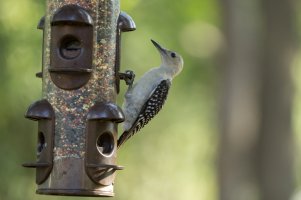 7_6_2014 Birds (1 of 1).jpg