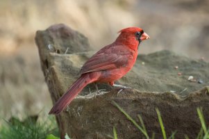 7_6_2014 Birds (6 of 20).jpg