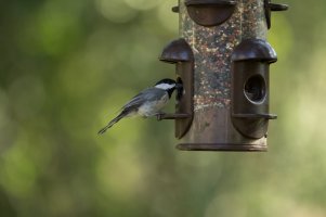 7_6_2014 Birds (8 of 20).jpg