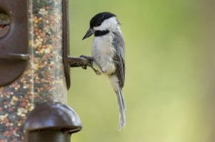 7_6_2014 Birds (19 of 20).jpg