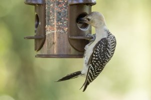 7_6_2014 Birds (13 of 20).jpg