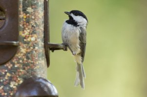 7_6_2014 Birds (20 of 20).jpg