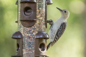 7_6_2014 Birds (2 of 20).jpg