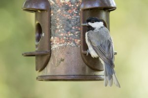 7_6_2014 Birds (15 of 20).jpg