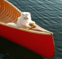FluffyCanoe.jpg