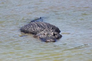 Alligator_American_IMG_2773_800_800.jpg