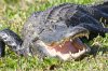 Everglades_Gators-1.jpg