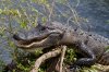Everglades_Gators-3.jpg