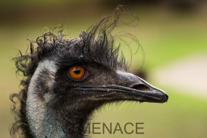 Emu_70-200.JPG