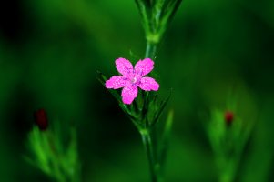 Deptford Pink (Dianthus armeria, alien) 1.JPG