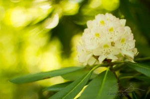 bokeh_rhodedendron.jpg