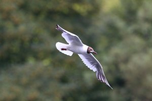 IMG_2508 Tam 150-600.jpg