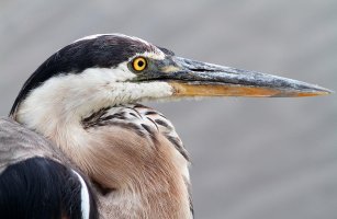 GBH Portrait.jpg
