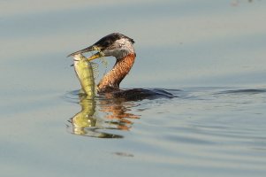 RedNeckedGreebe_18138.JPG