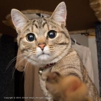 2014-07-15-Naughty-Olive (2 of 4).jpg