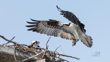 r1080 July 18 2014 dated signed_MGL0376.jpg