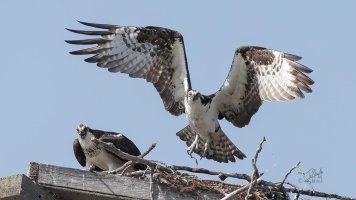 r1080 July 18 2014 dated signed_MGL0435.jpg