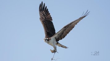 r1080 July 18 2014 dated signed_MGL0512.jpg