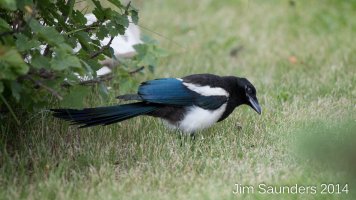 Magpie.jpg