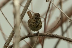SongSparrowMaybe_7140.JPG