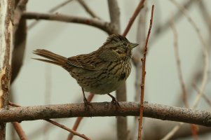 SongSparrowMaybe_17141.JPG