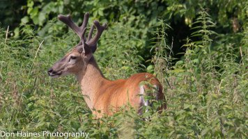 IMG_9436.jpg