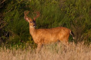 MuleDeer01.jpg
