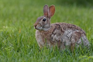 Not from Caerbannog.jpg