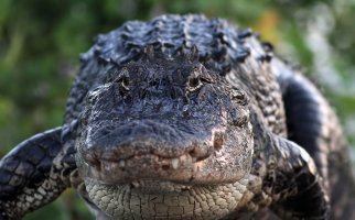 Alligator Emerges From Weeds 03.jpg