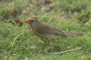 7_20_2014 Birds (1 of 4).jpg
