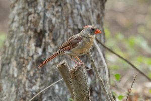 7_20_2014 Birds (2 of 4).jpg