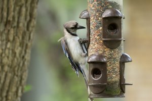 7_20_2014 Birds (3 of 4).jpg