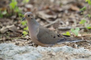 7_20_2014 Birds (4 of 4).jpg