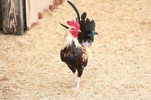 malechicken.jpg