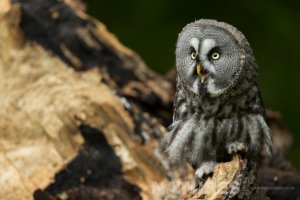 young-great-grey-owl-posed-on-split-tree-837x558.jpg