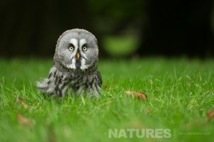 young-great-grey-owl-sat-on-the-ground-1030x686.jpg